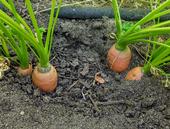 Carrot tops sticking out of the soil, Tim Long.